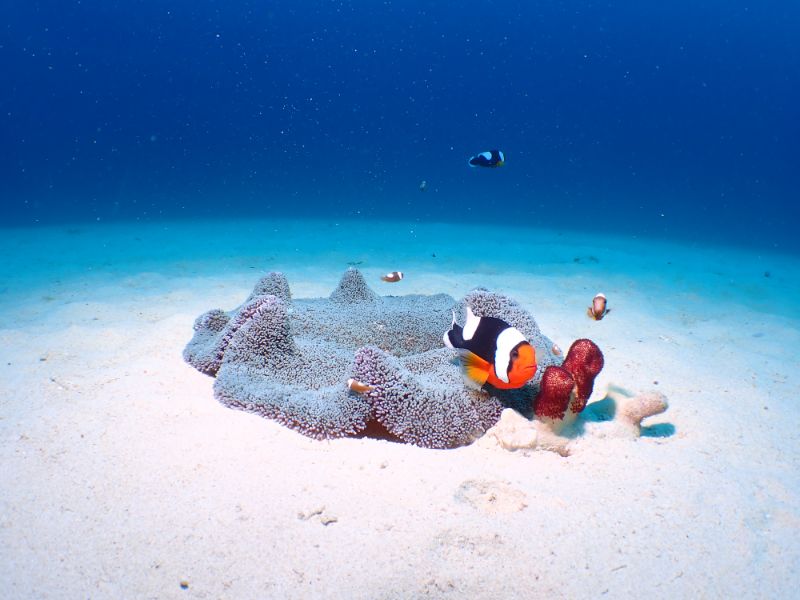 海中の魚